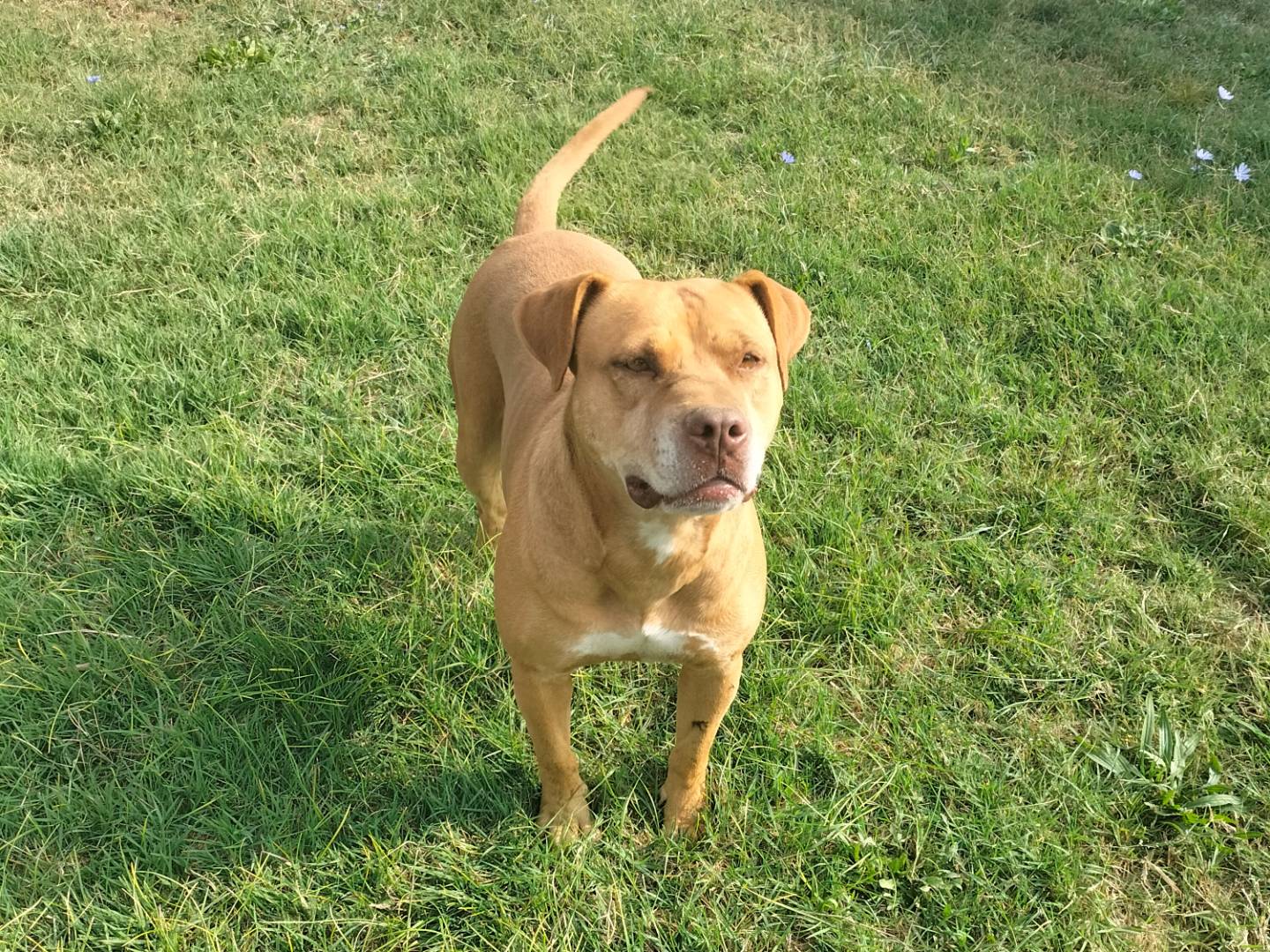 Adotta un cane, femmina, 5 anni  e 9 mesi , Ferrara