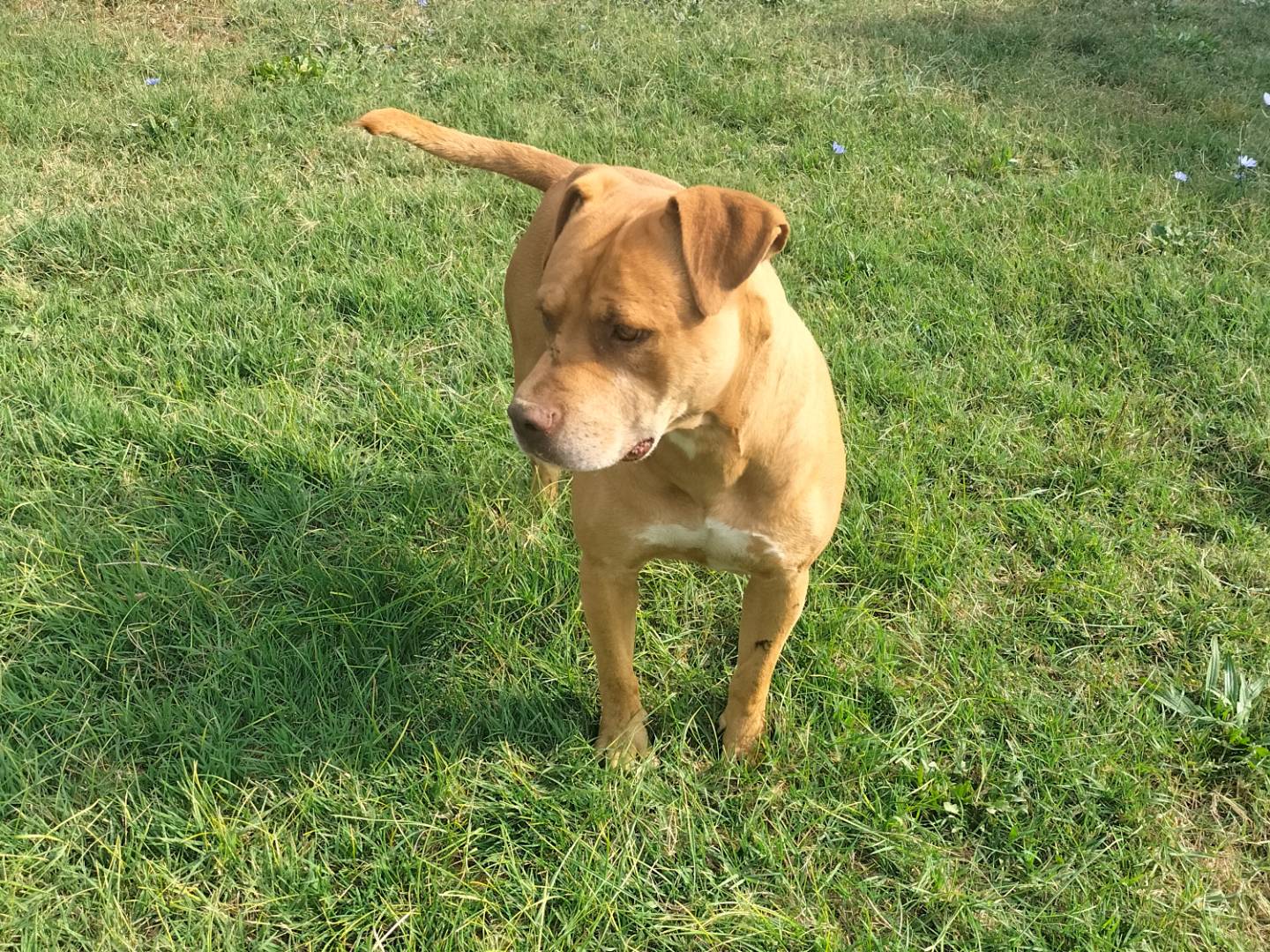 Adotta un cane, taglia media, femmina, Ferrara