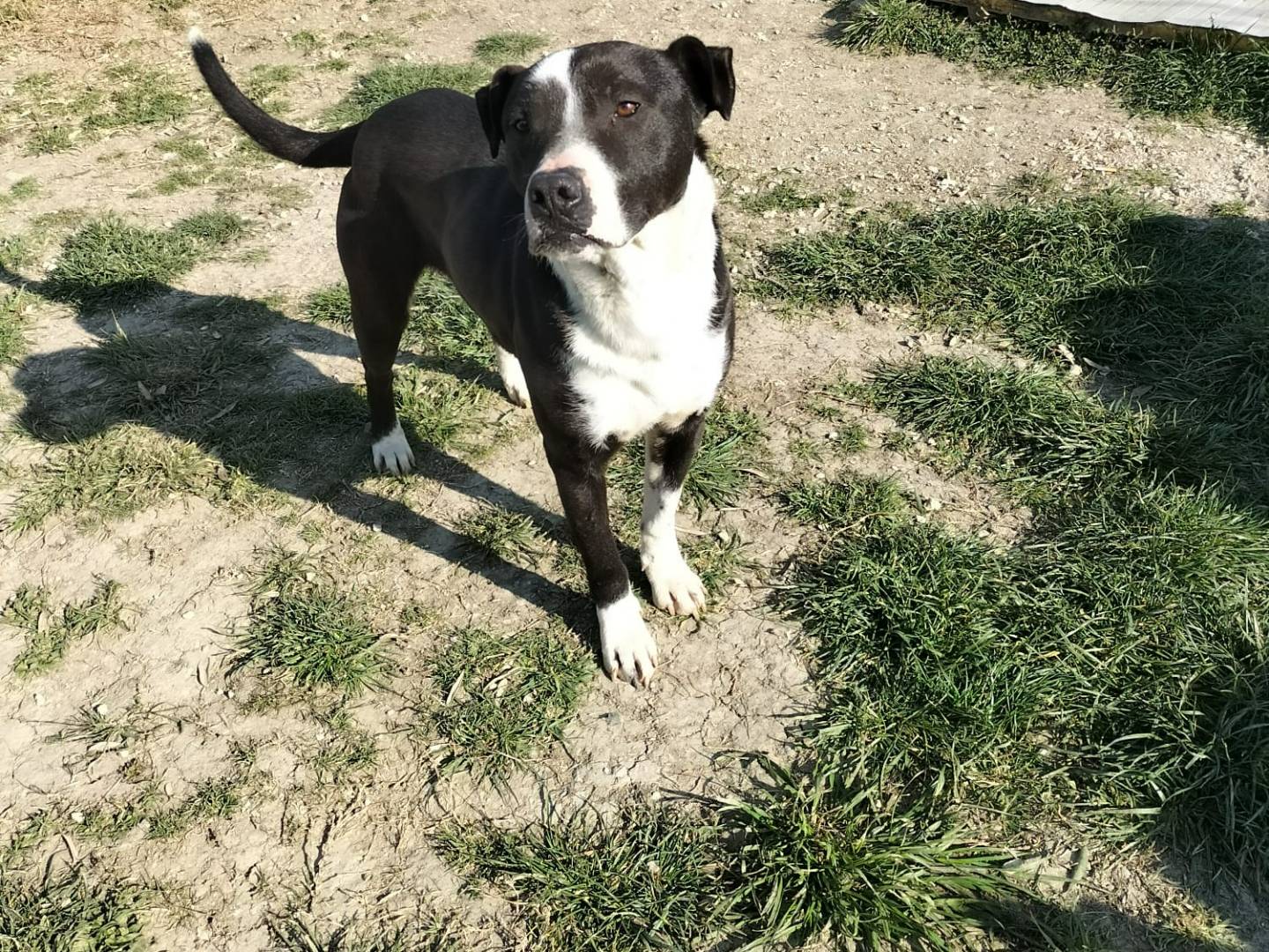 Adotta un cane, maschio, 5 anni  e 2 mesi , Ferrara