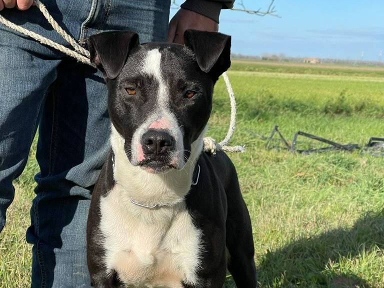 Adotta un cane, taglia media, maschio, Ferrara