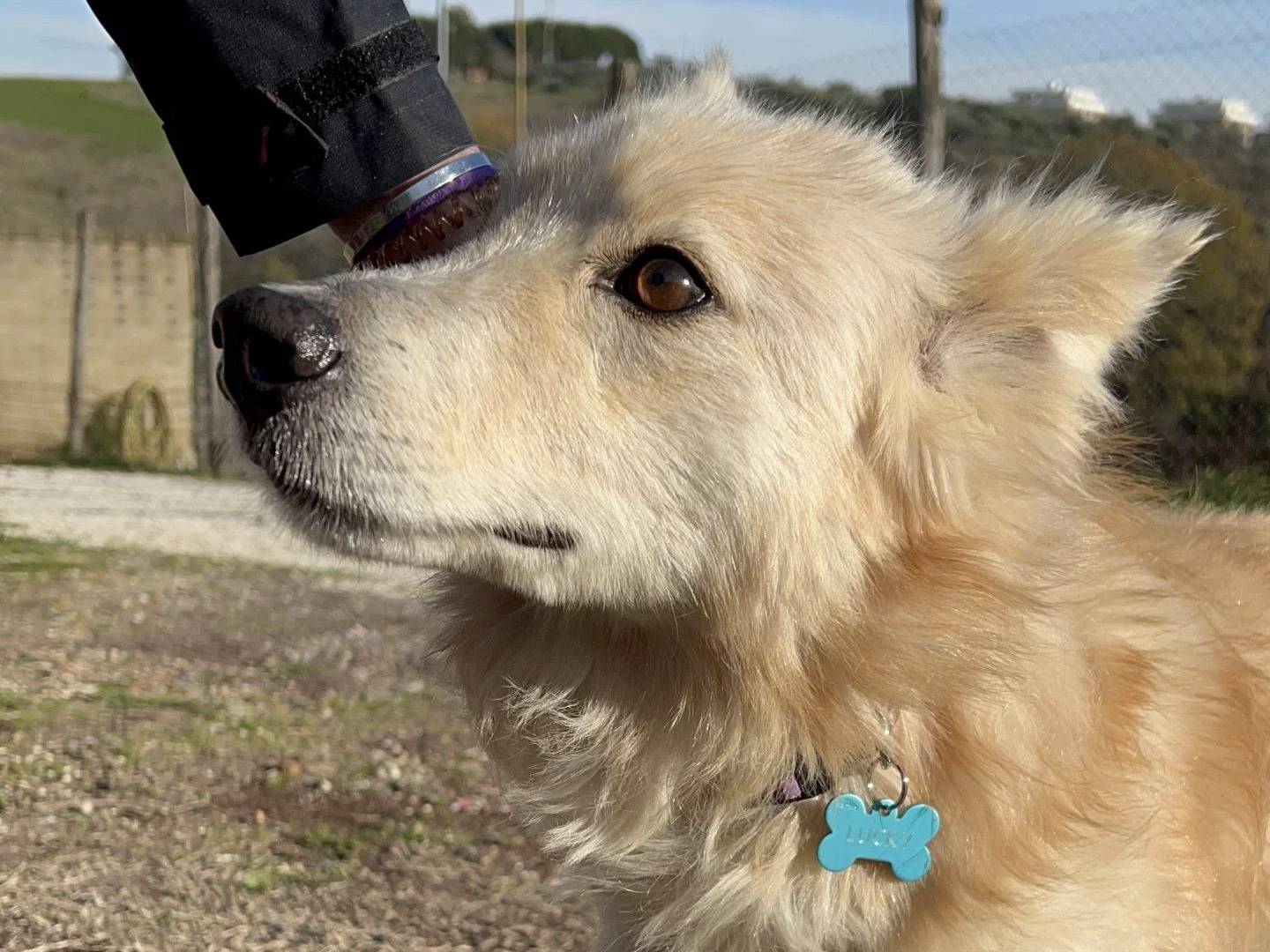 Adozione cane, maschio, meticcio, 5 anni  e 1 mese, taglia media, Roma