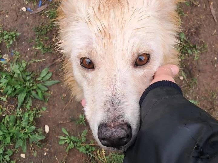 Adotta un cane, maschio, 5 anni  e 1 mese, Roma