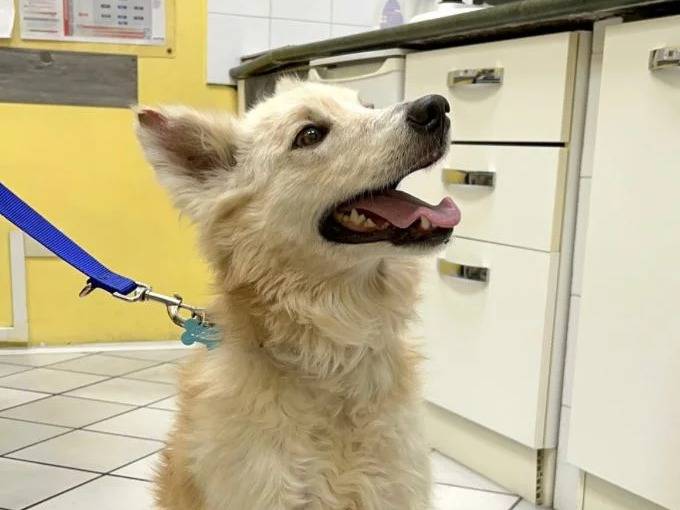 Adotta un cane, taglia media, maschio, Roma