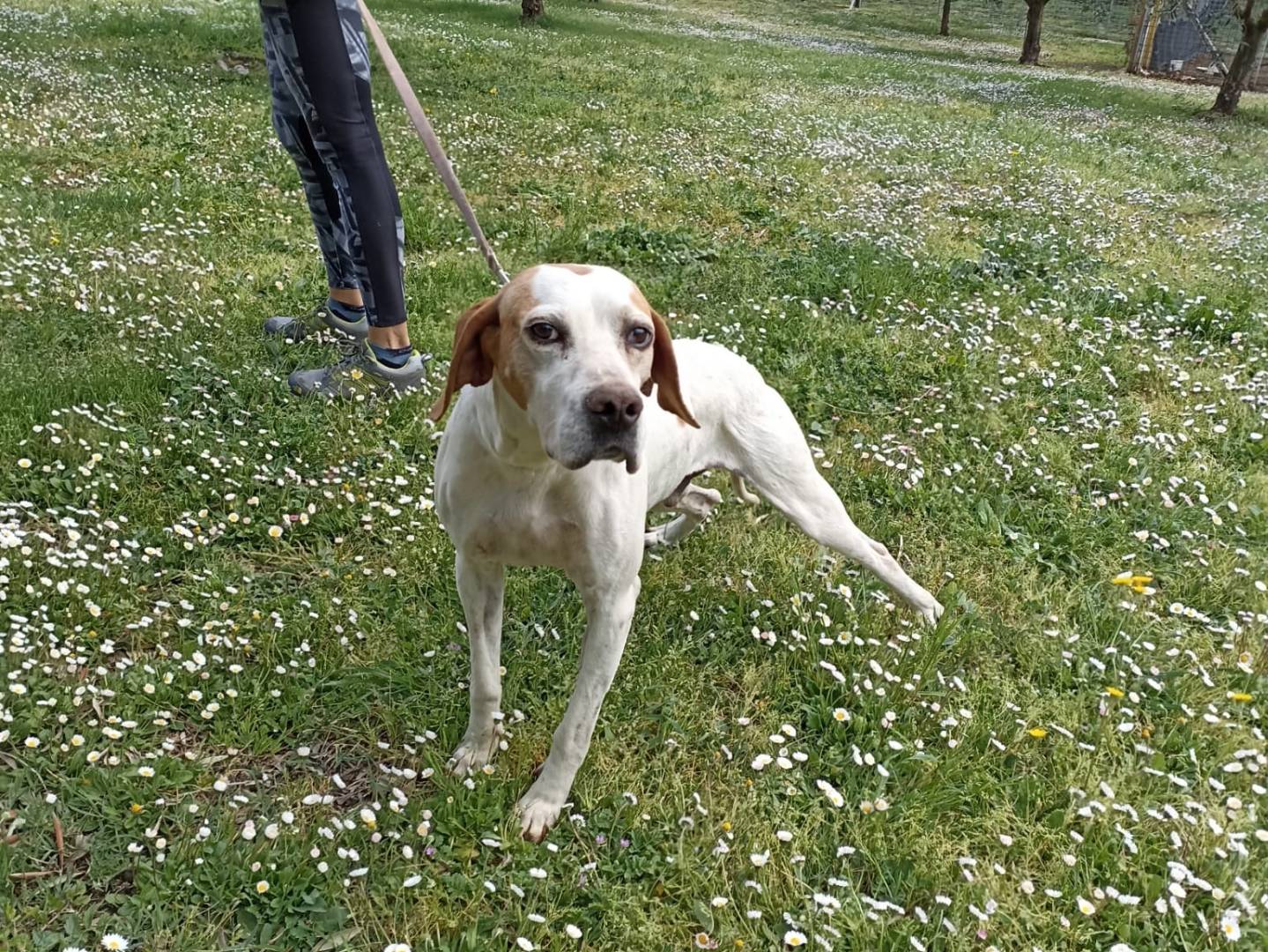 Adotta un cane, taglia grande, maschio, Roma