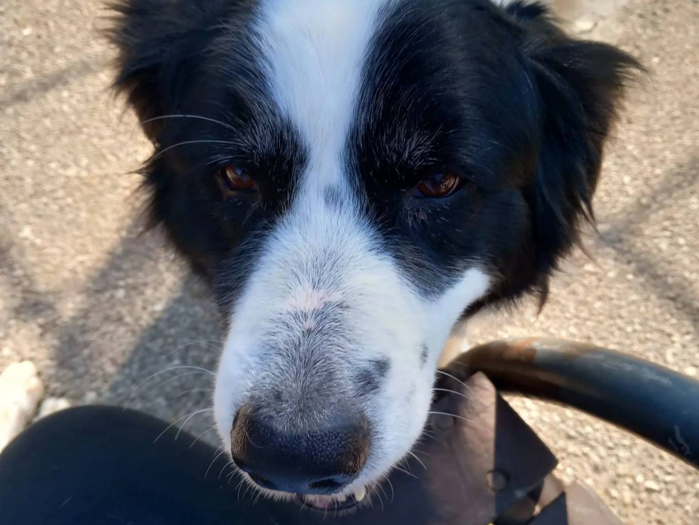 Foto dell'animale