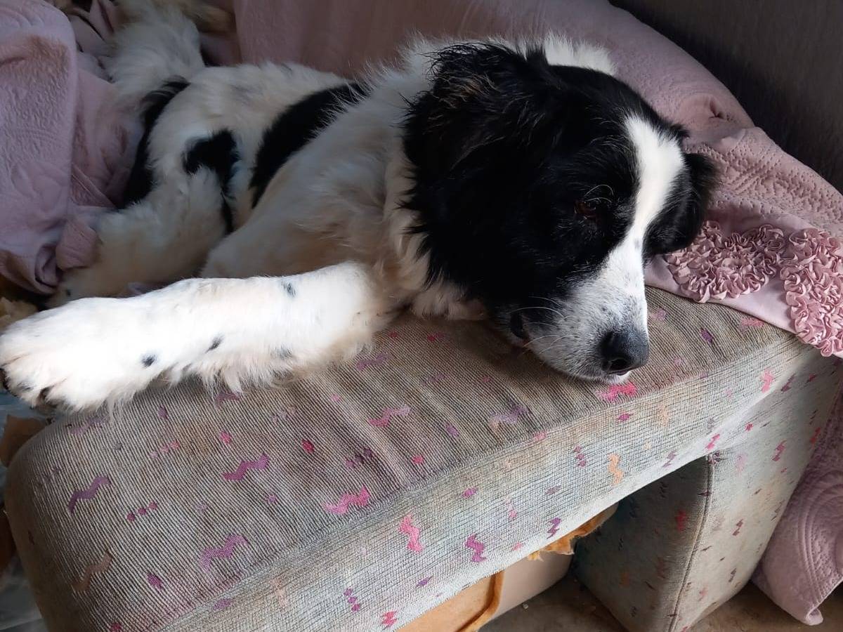 Adotta un cane, maschio, 19 anni  e 10 mesi , Roma