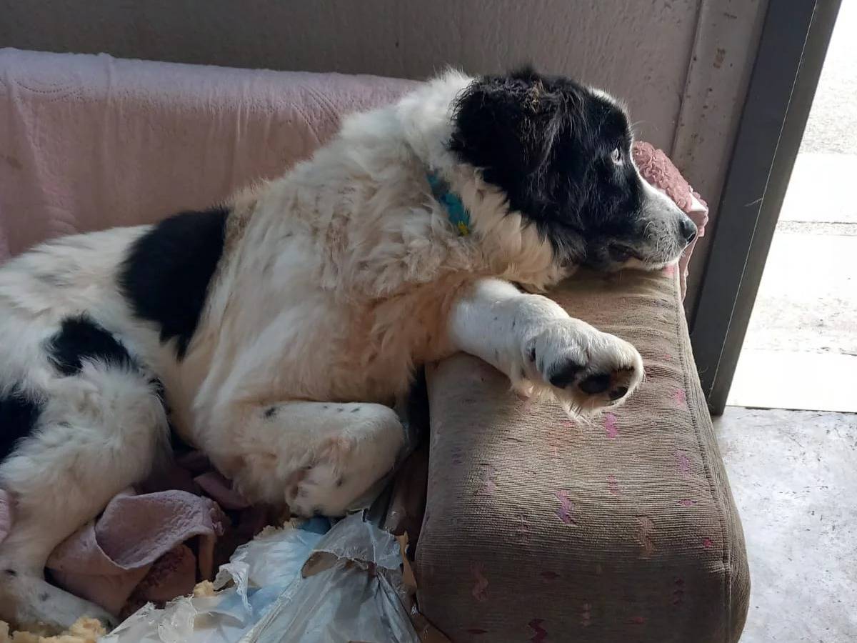 Adotta un cane, taglia gigante, maschio, Roma