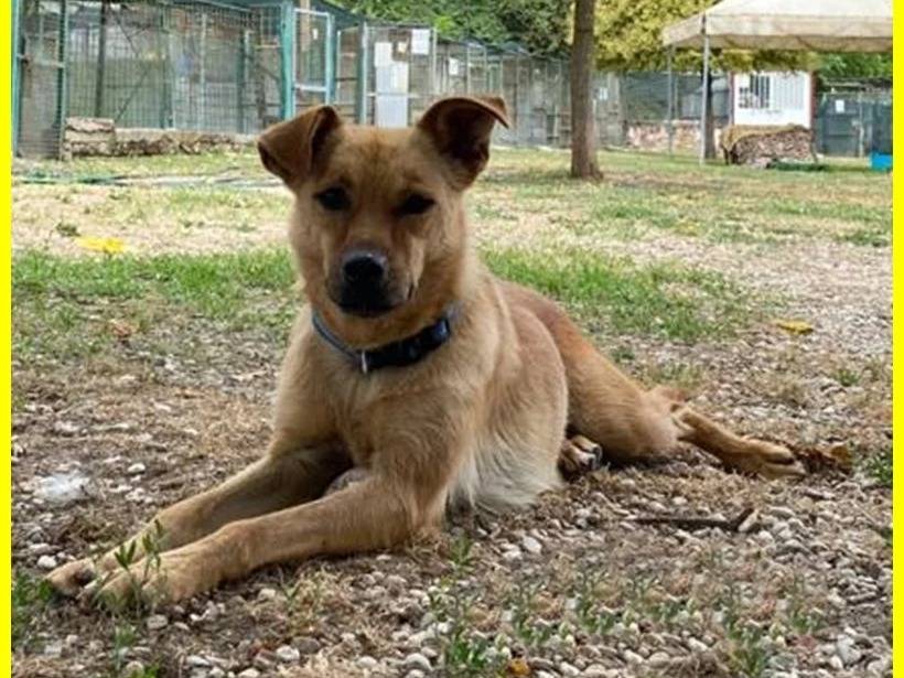 Adozione cane, femmina, meticcio, 8 anni  e 7 mesi , taglia media contenuta, Roma