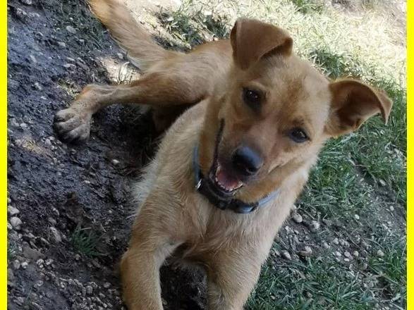 Adotta un cane, femmina, 8 anni  e 7 mesi , Roma