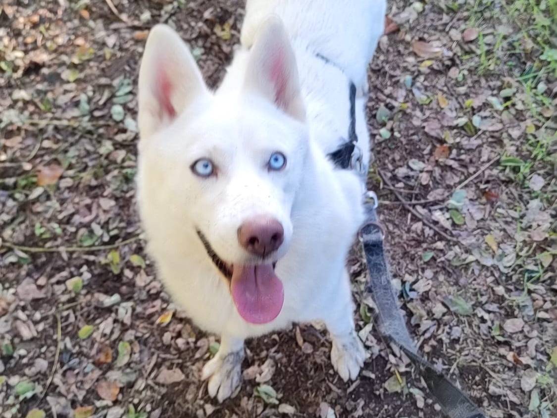 Adozione cane, femmina, Siberian Husky, 4 anni e 6 mesi, taglia media, Milano