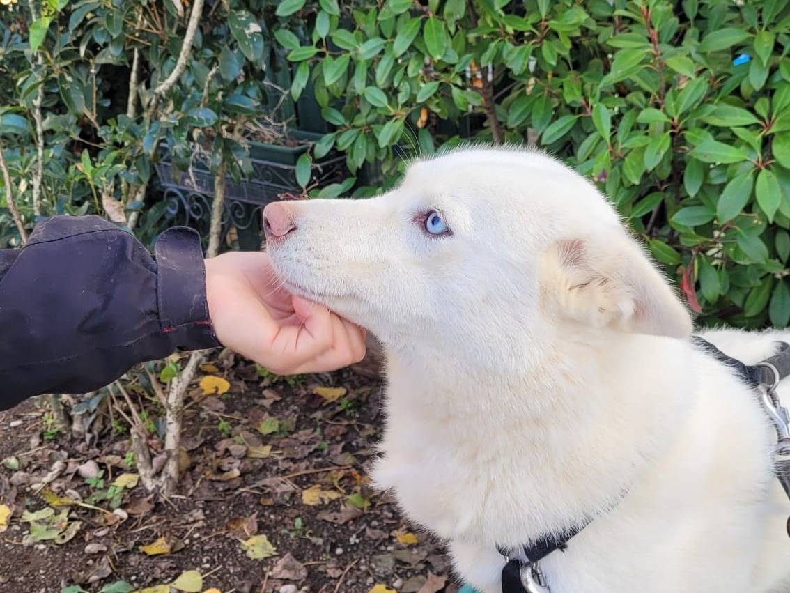 Adotta un cane, femmina, 4 anni e 6 mesi, Milano