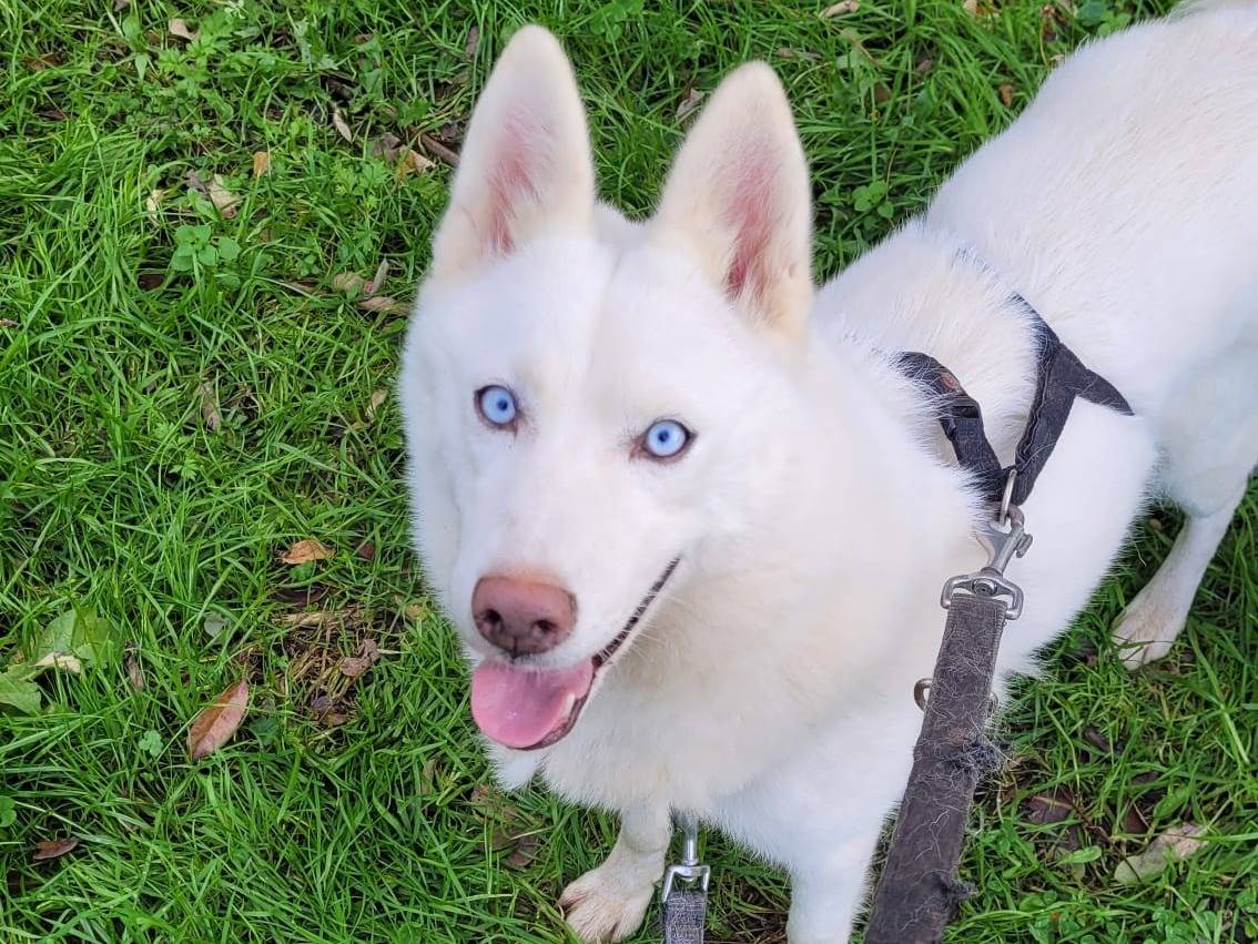 Adotta un cane, taglia media, femmina, Milano