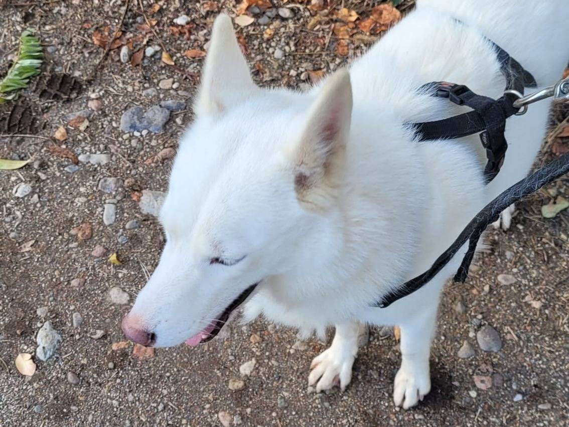 Vuoi adottare un cane a Milano?