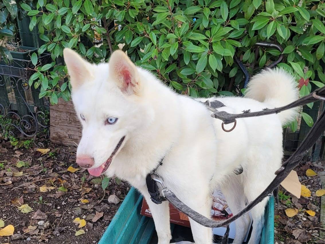 Adotta il cane NEEV a Milano