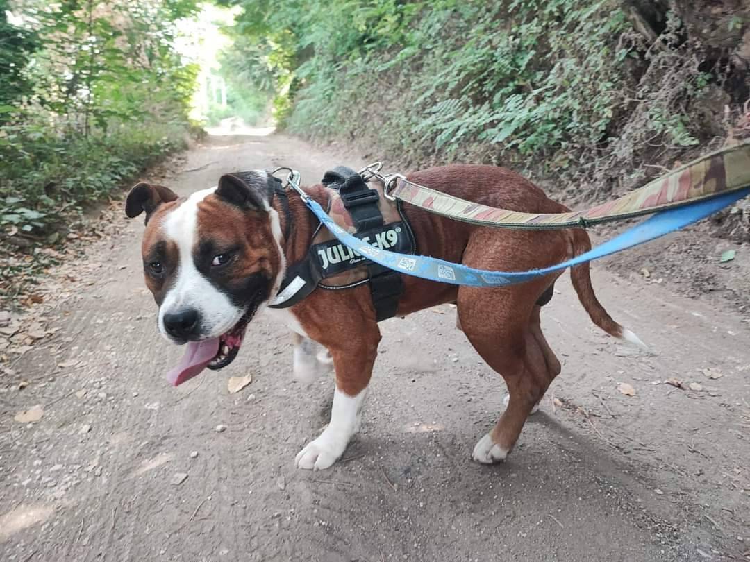 Adotta un cane, maschio, 4 anni e 9 mesi, Napoli