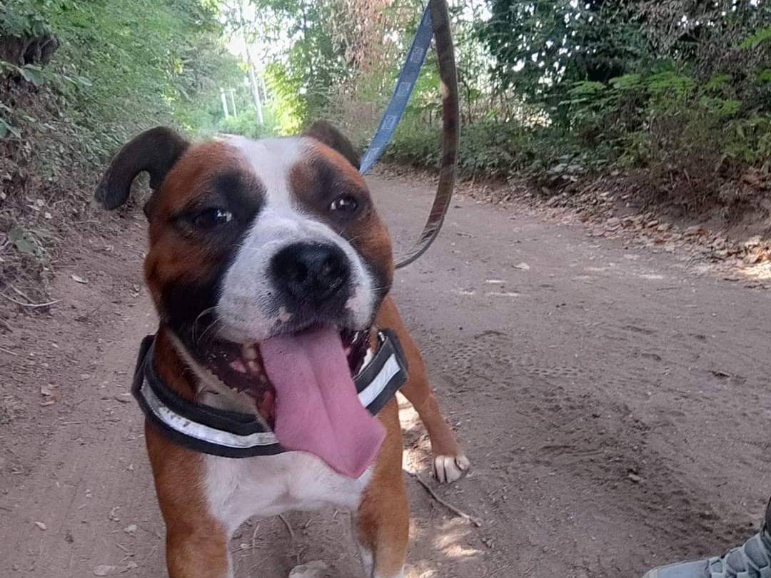 Adotta un cane, taglia media, maschio, Napoli