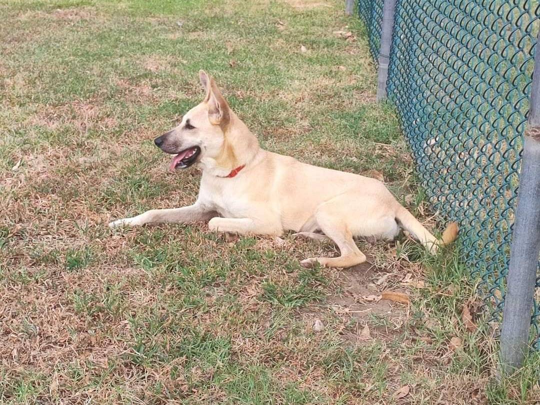 Adotta un cane, maschio, 2 anni  e 1 mese, Napoli