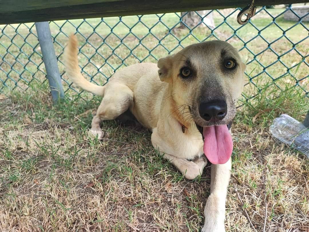 Adotta un cane, taglia piccola, maschio, Napoli