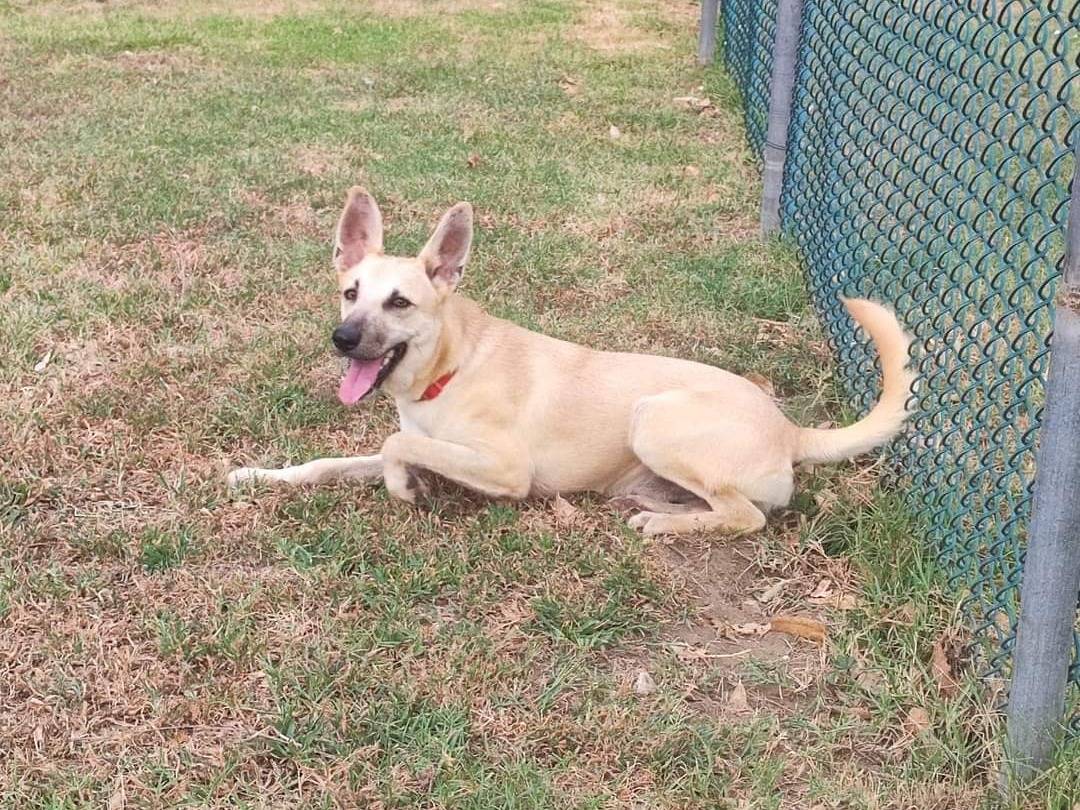 Vuoi adottare un cane a Napoli?