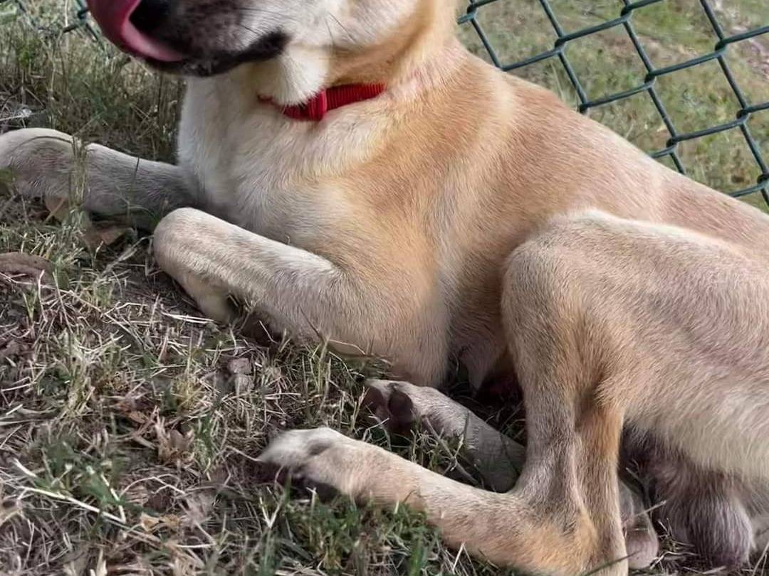 Adotta il cane Vita a Napoli
