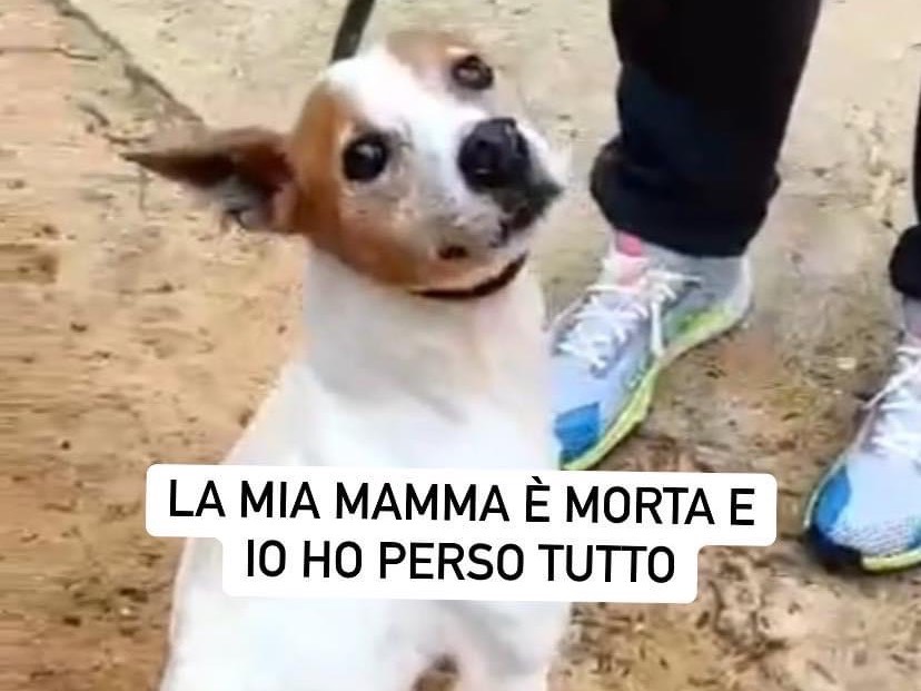 Adozione cane, maschio, Jack Russell Terrier, 5 anni e 10 mesi, taglia piccola, Como
