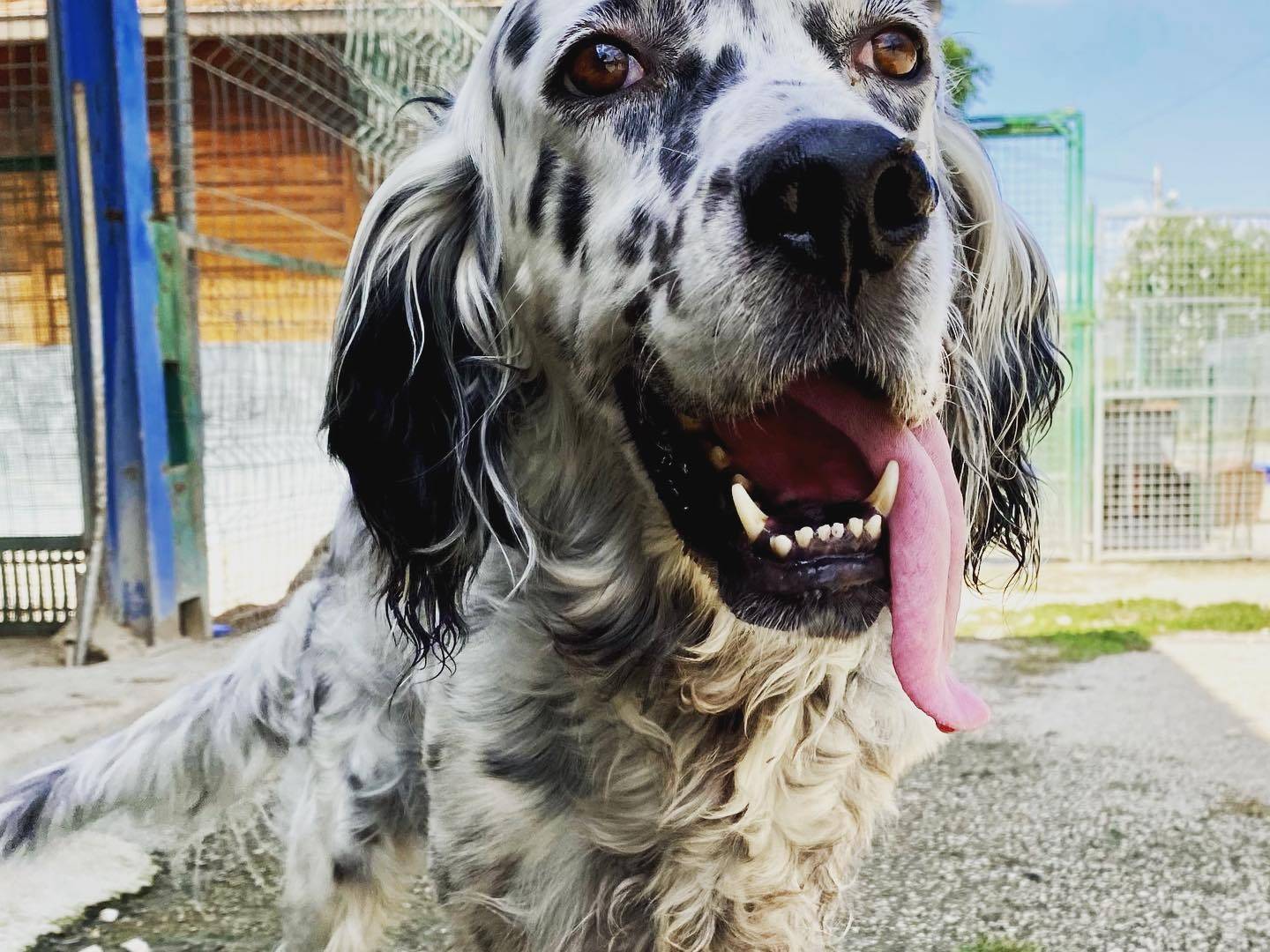 Adotta un cane, taglia media, maschio, Firenze