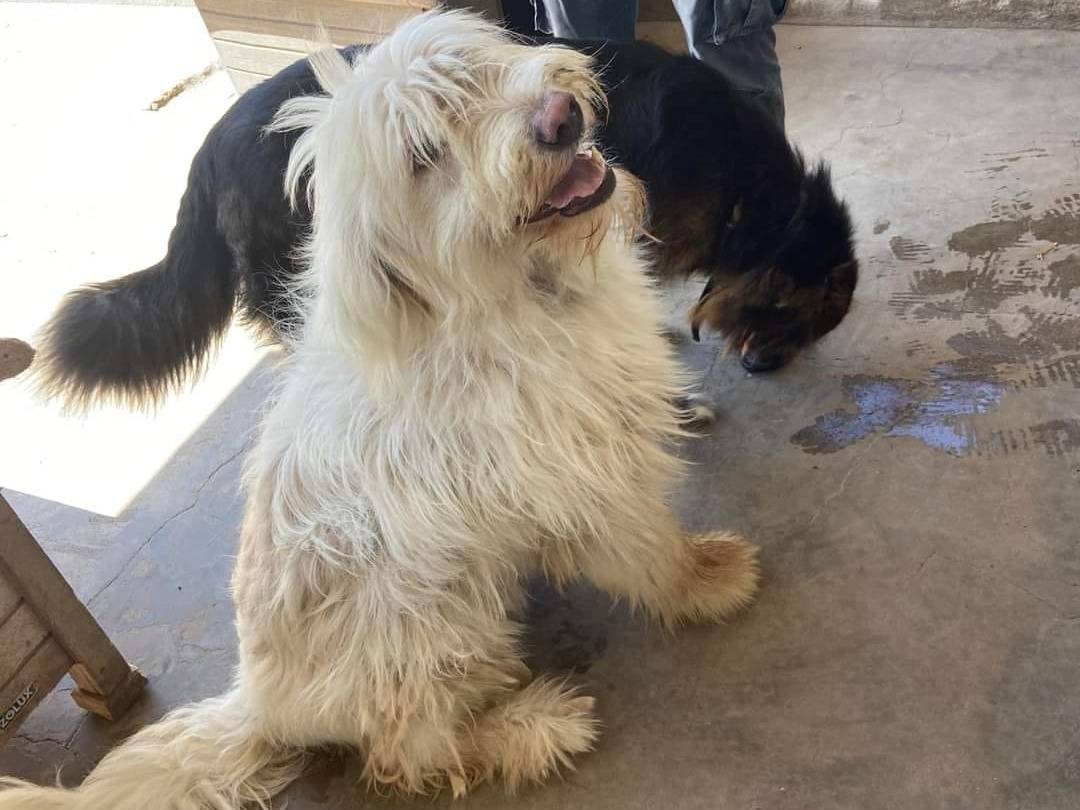 Adotta un cane, taglia grande, femmina, Firenze