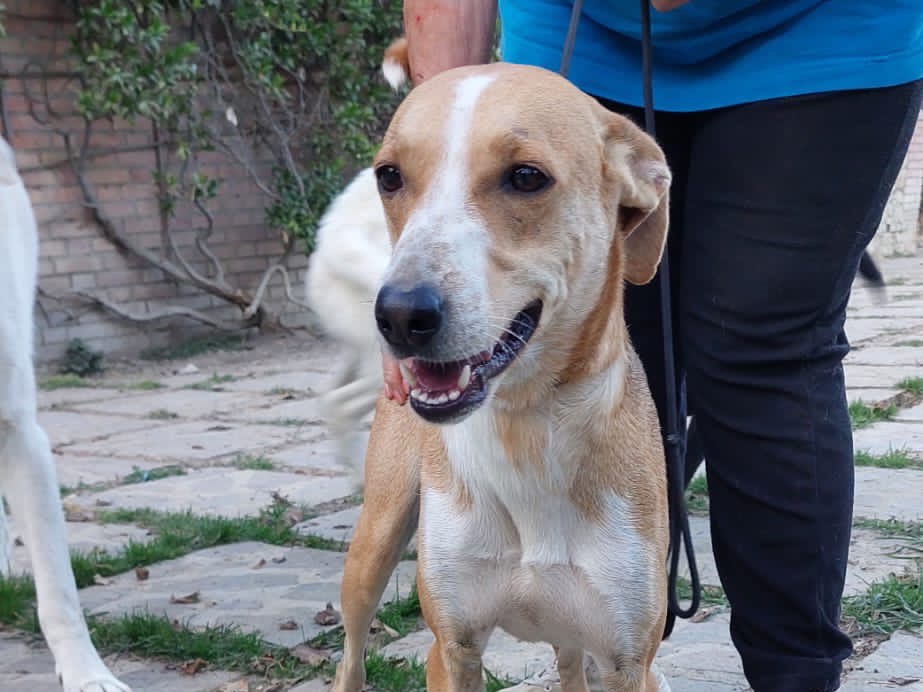 Adotta un cane, femmina, 5 anni  e 11 mesi , Perugia