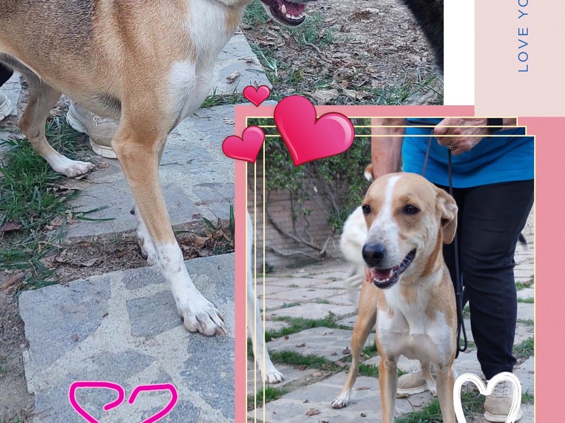 Adotta un cane, taglia media contenuta, femmina, Perugia