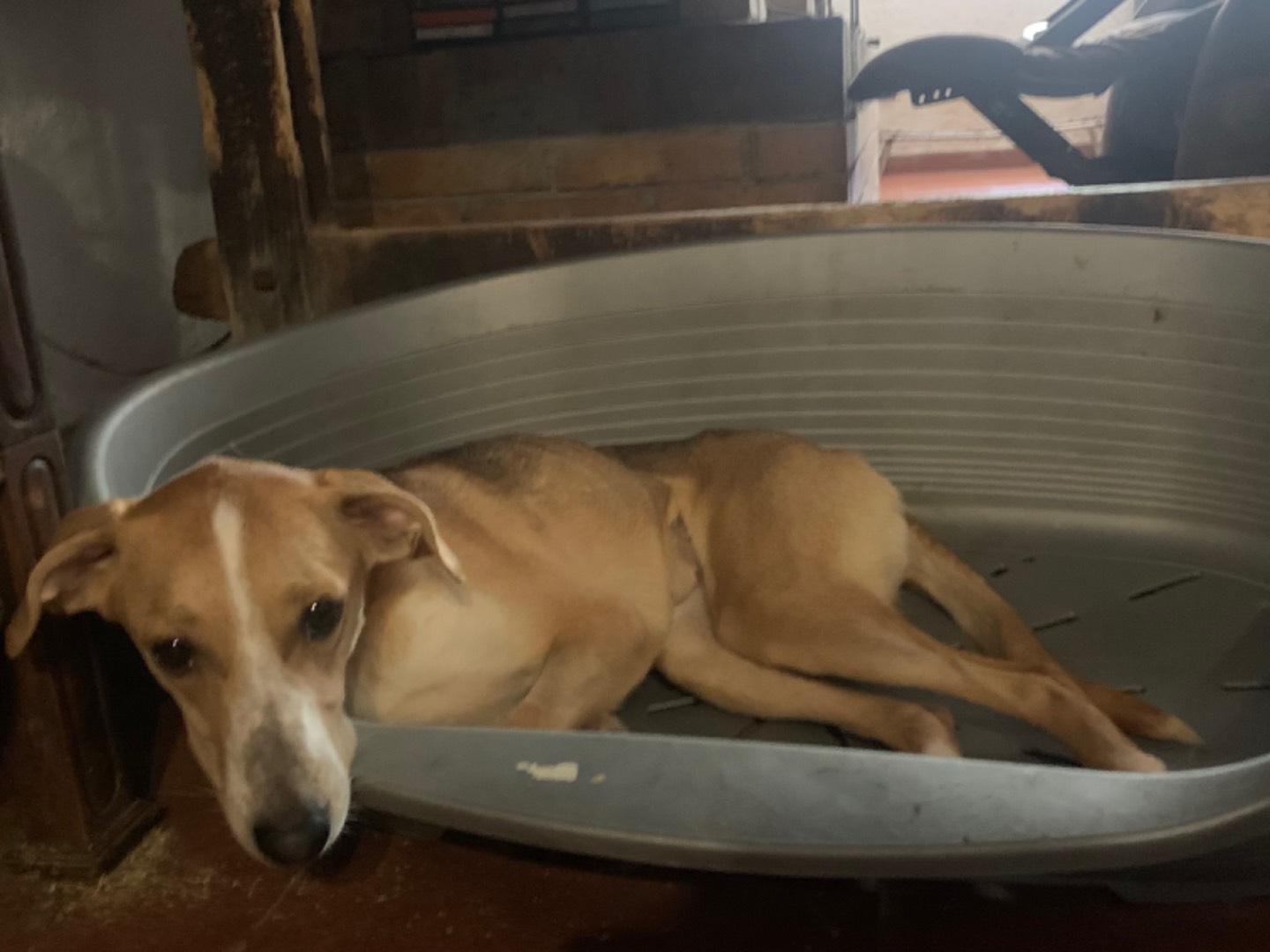 Vuoi adottare un cane a Perugia?