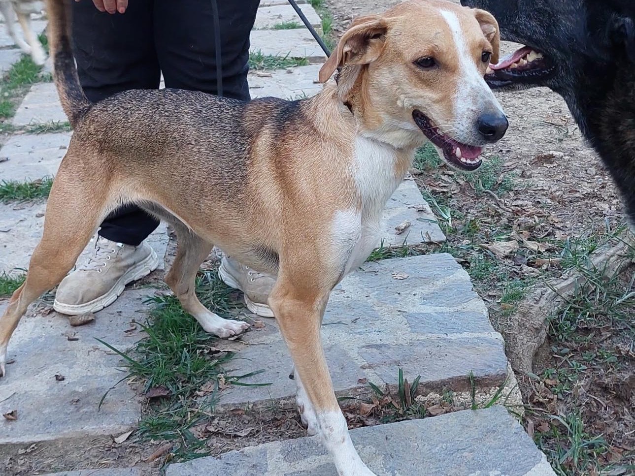Adotta il cane Stecchina - Stecchy a Perugia