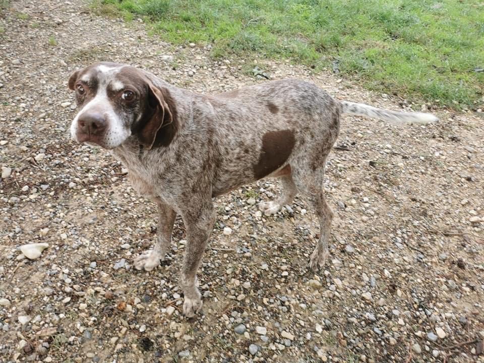 Adotta un cane, maschio, 23 anni  e 4 mesi , Perugia