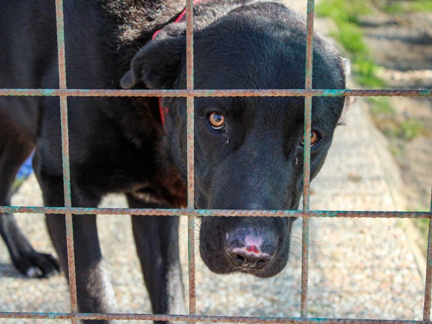 Foto dell'animale