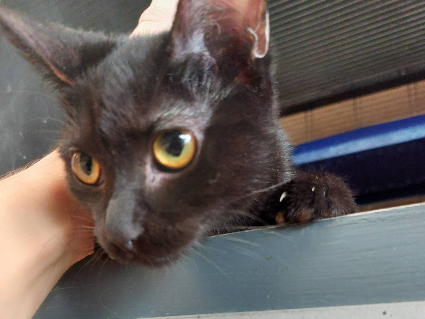 Adotta un gatto, taglia non valida, femmina, Milano