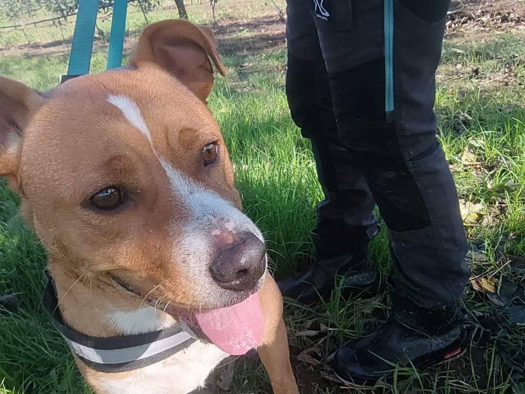 Adotta un cane, femmina, 4 anni  e 10 mesi , Napoli