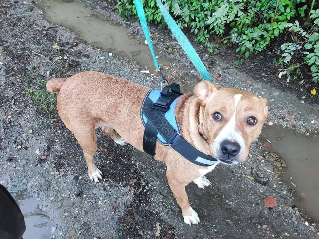Vuoi adottare un cane a Napoli?