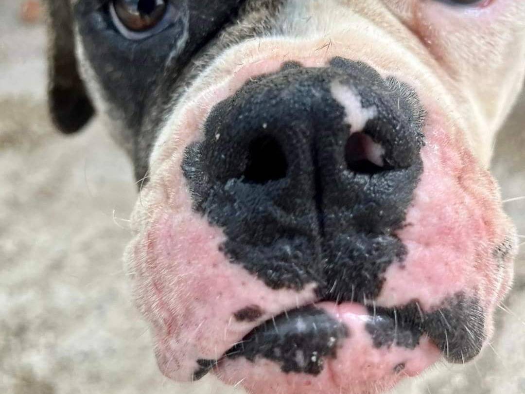 Foto dell'animale