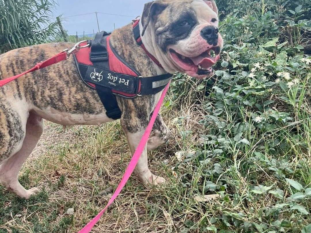 Adotta un cane, femmina, 7 anni  e 3 mesi , Napoli