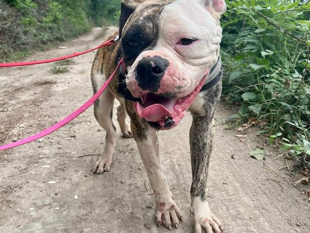 Adotta un cane, taglia grande, femmina, Napoli