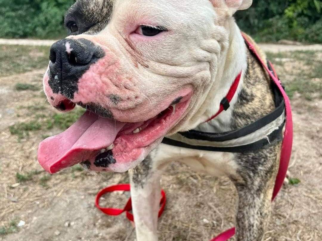 Vuoi adottare un cane a Napoli?