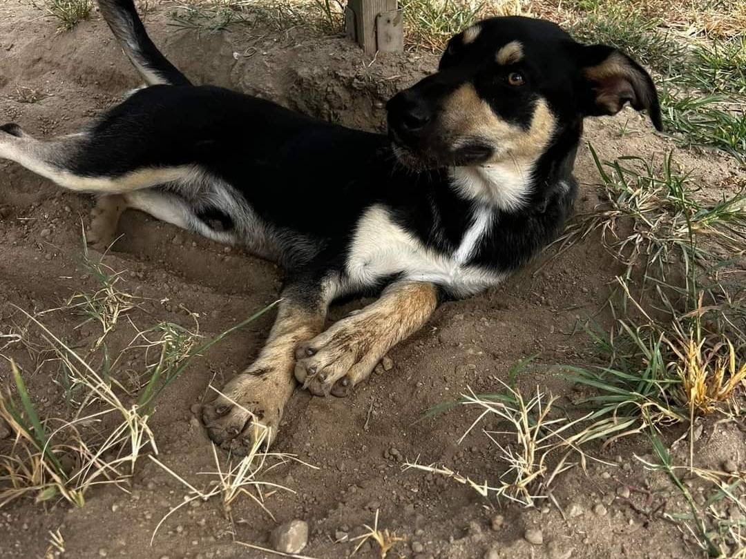Adotta un cane, maschio, 2 anni  e 1 mese, Napoli