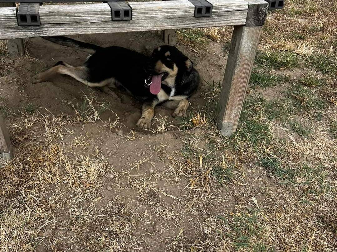Adotta il cane Elvis a Napoli