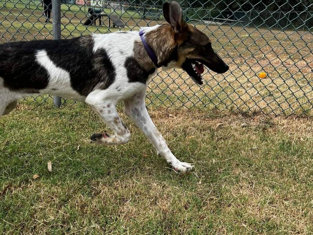 Adotta un cane, maschio, 2 anni  e 3 mesi , Napoli