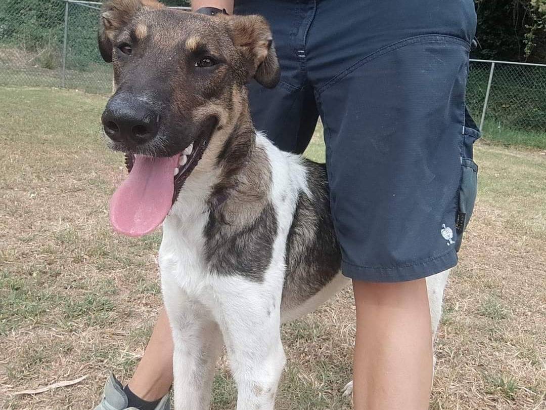 Adotta un cane, taglia media, maschio, Napoli