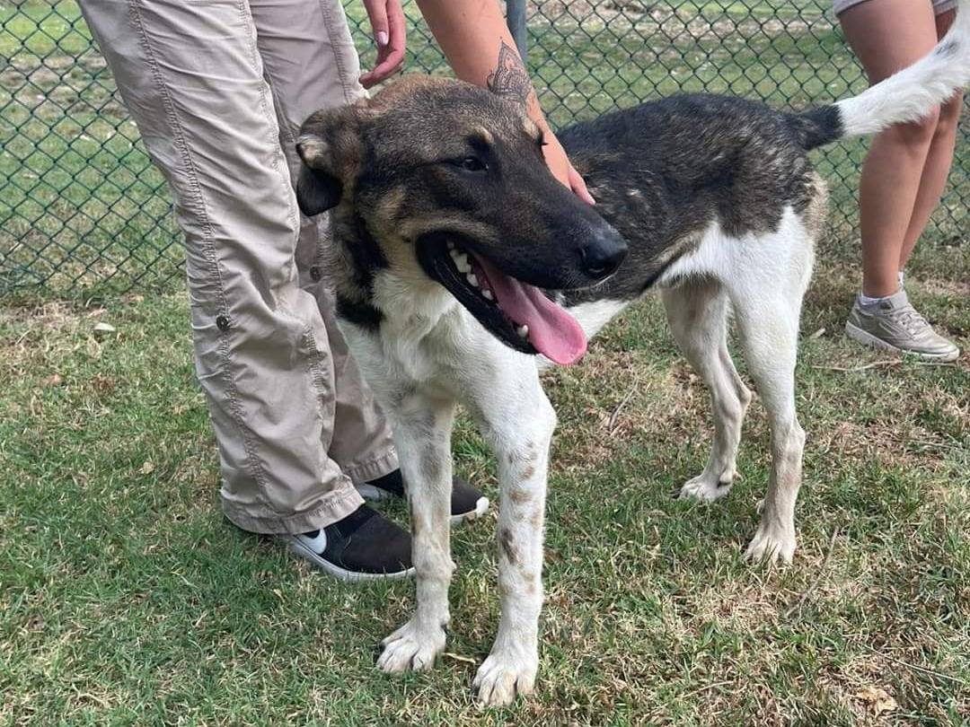 Adotta il cane Pako a Napoli