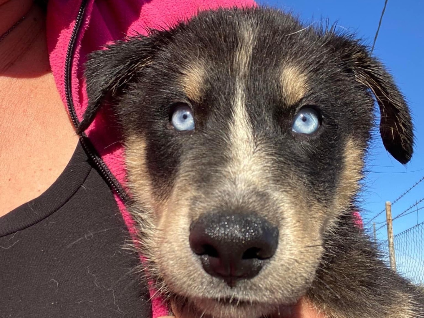 Adozione cane, maschio, Siberian Husky, 3 anni, taglia grande, Siracusa