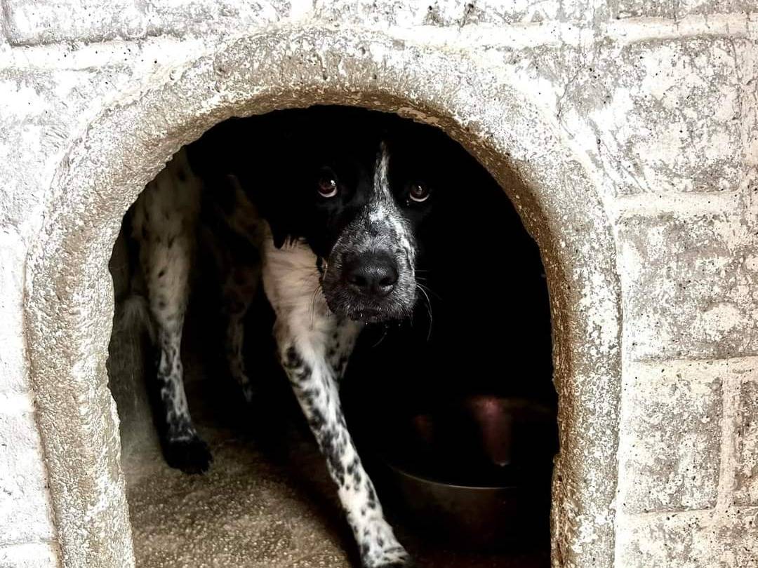 Adotta un cane, maschio, 4 anni  e 3 mesi , Napoli