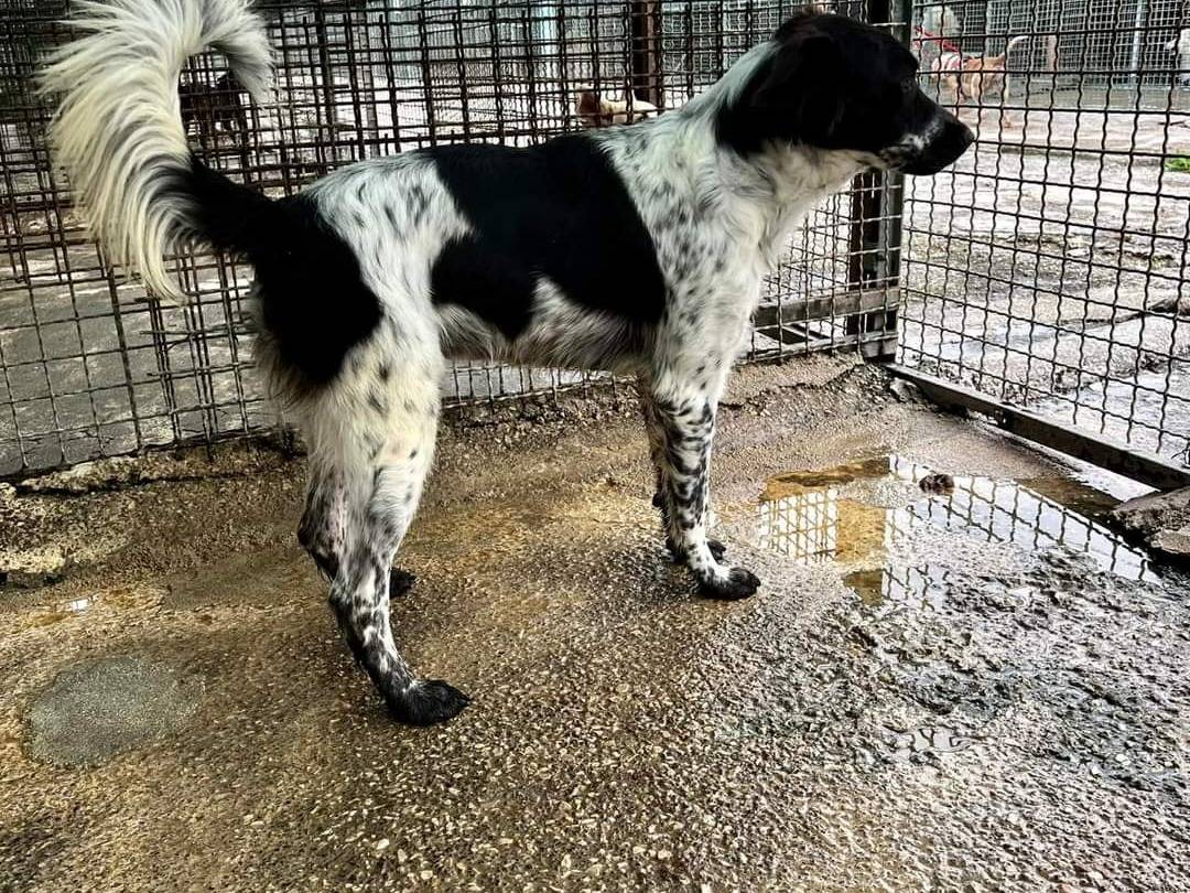 Adotta un cane, taglia media contenuta, maschio, Napoli
