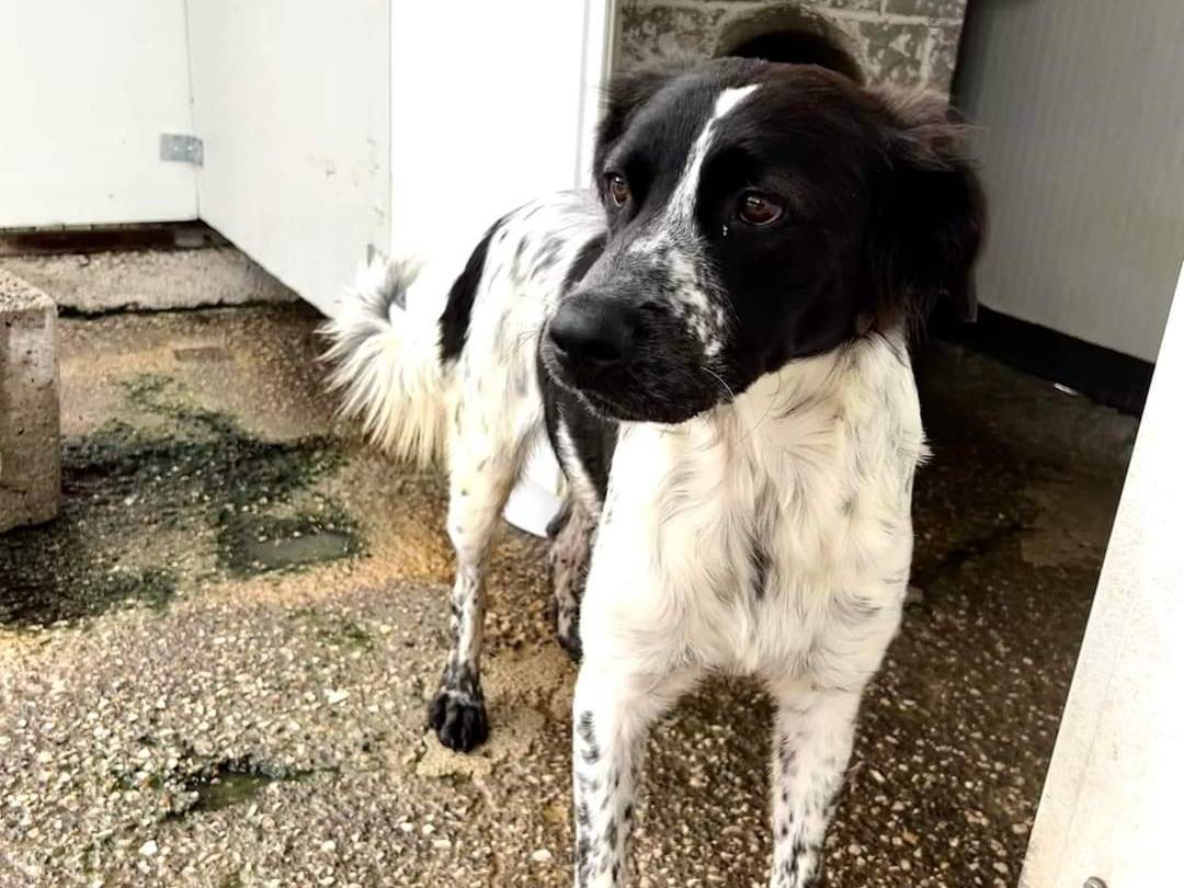 Vuoi adottare un cane a Napoli?