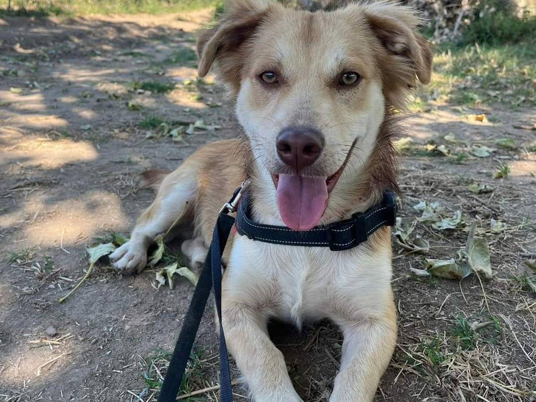 Adozione cane, maschio, meticcio, 2 anni e 11 mesi, taglia piccola, Napoli